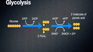 Cellular Respiration  Energy in a Cell [upl. by Kraft177]