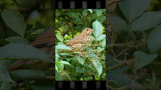 Hungry Song Thrush picking ripe berries 🍒 [upl. by Gaudet954]