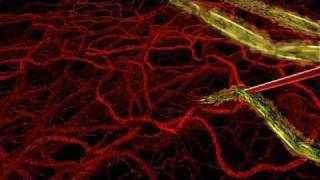 HHMI  Life Cycle of Malaria Parasite in Human Host [upl. by Cobb459]