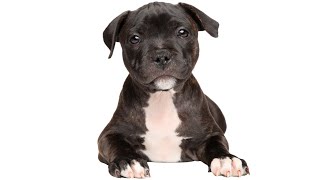 Staffy Puppies 101 Everything You Need to Know [upl. by Vonni455]