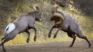 Rams Battles Butting of Rams That Makes Mountains Tremble [upl. by Anoyk]