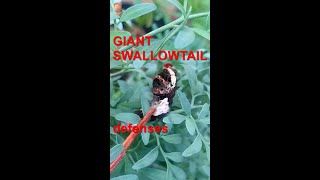 Eastern Giant Swallowtail caterpillar defenses [upl. by Seroled]