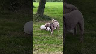 Playtime with Two Labradoodles 🐾❤️ [upl. by Goodyear]