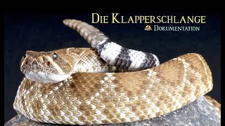 Die Klapperschlange  Eine Perfektion der Natur  Giftschlangen  SchlangenDoku [upl. by Sikorski]