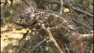 THE CHAMELEONS OF MADAGASCAR [upl. by Oicor]