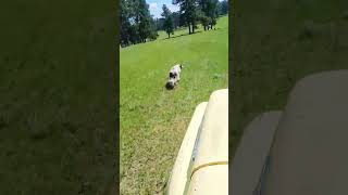 Great Pyrenees  Anatolian Shepherd Livestock Guard Dog Chasing Down A Coyote [upl. by Emmett]