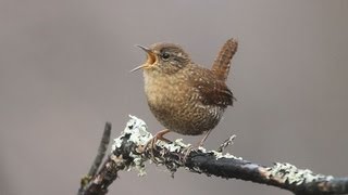 Winter Wren Singing [upl. by Leira]