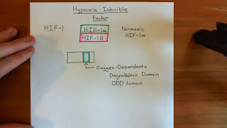 Hypoxia Inducible Factor HIF Part 1 [upl. by Pesek]