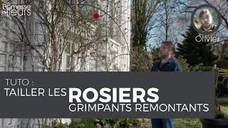 Tuto  Tailler les rosiers grimpants remontants [upl. by Gennifer]