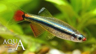 Aquascaping Lab  Tanichthys white cloud mountain minnow fish description fact info scheda tecnica [upl. by Eldrid]