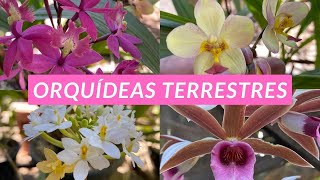 🟥Como cultivar orquídeas terrestres⁉️E novidade ‼️ [upl. by Attenra]