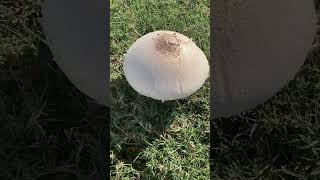 🍄🍄‍🟫 mushroom mushrooms nature plants fungi shorts short youtube youtuber shortvideos [upl. by Boesch]