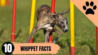 Whippet  Top 10 Facts [upl. by Udenihc]