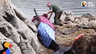 Orca Stranded On Rocks Is Kept Alive by Rescuers  The Dodo [upl. by Bate]