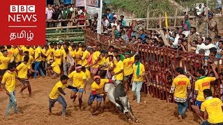 புதுக்கோட்டையில் அடங்க மறுத்த காளைகளை அடக்கிய காளையர்கள் [upl. by Trab]