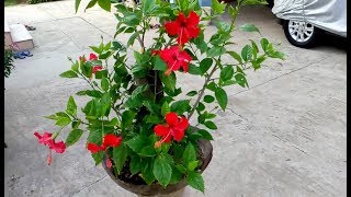 How to make bonsai hibiscus tree update [upl. by Eillod]