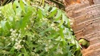 Indian Ringneck parakeet at nest being harassed by Mynah pair [upl. by Yarled128]