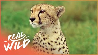 Cheetah The Fastest Apex Predator  Cheetah Price Of Speed  Real Wild [upl. by Dory93]