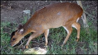 Muntjac Deer Muntiacus reevesi [upl. by Atinor]