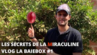 DECOUVREZ LES SECRETS DE LA MIRACULINE VLOG PARTIE 1 httpslabaieboxcom [upl. by Zehe]