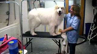 great pyrenees going in for a grooming make over after picture [upl. by Nahij]