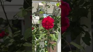 Plant Spotlight Gorgeous Climbing Rose in Full Bloom in this Peaceful Garden💡🌹 [upl. by Russom]