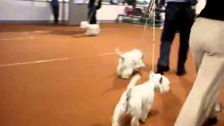 Silverbug westies  Malchik on Belgrade dog show 2010 [upl. by Sorcha66]