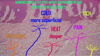 general senses nonencapsulated free nerve endings [upl. by Mcclain]