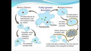 Amoeba proteus [upl. by Eanahc495]