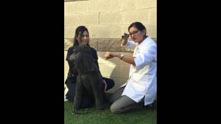 How to perform an ear exam on a dog [upl. by Odrahcir]