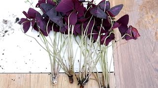 How to Divide and Propagate Oxalis Triangularis  Care Tips Purple Shamrock [upl. by Auhsaj]