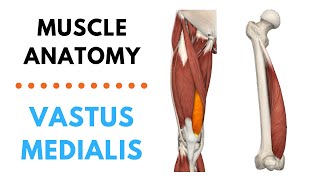 Vastus Medialis  Muscle Anatomy  Joetherapy [upl. by Etnwahs]