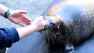 Seal Training with Mammalogist Shelby at the Alaska SeaLife Center [upl. by Rhett]