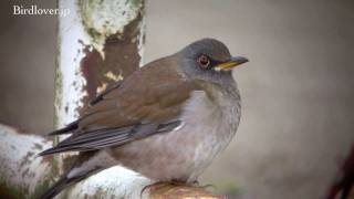 野鳥撮影・ シロハラampアカハラ Pale Thrush amp Brownheaded thrush [upl. by Lauhsoj48]