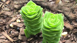 Crassula Varieties including Stacked Crassula Varieties  James Lucas Succulent collection [upl. by Clorinda70]