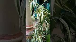 dracaena sanderiana variegated [upl. by Dalt57]