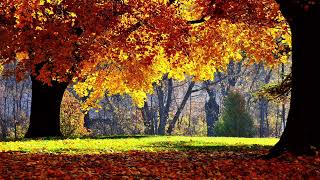 Beautiful trees with autumnal environment [upl. by Davidde]