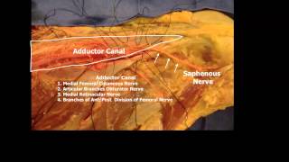 Saphenous Nerve Above the Knee [upl. by Remy]