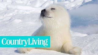 This British Island Will Pay You to Live There and Play with Baby Seals  Country Living [upl. by Heinrike]