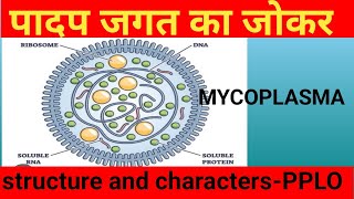 Mycoplasmamycoplasma class11general characters of mycoplasmastructure of mycoplasma by arvind sir [upl. by Ylellan]