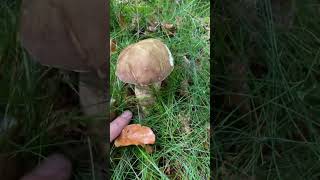 Boletus reticulatus septiembre 2023 mushroom 2023 funghi boletus [upl. by Airdnekal]