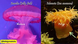 Phylum Cnidaria Coelenterates Characteristics and Examples  Medusa vs Polyp Animal Kingdom [upl. by Lacefield146]