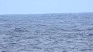 Tristrams Storm Petrel 11 Apr 2019 Off Mukojima [upl. by Hurlee233]