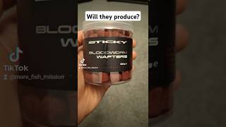 Sticky baits Bloodworm wafters Will a natural flavour produce a carp ukcarpfishing bigcarp fish [upl. by Rahcir381]