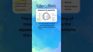 THE EYE  CILIARY BODY  FUNCTION [upl. by Carmella]