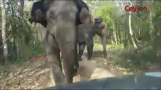 elephant attack wasgamuwa national park sri lanka [upl. by Bui]