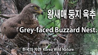 Greyfaced Buzzard Nest 왕새매 둥지 육추 [upl. by Aztin527]