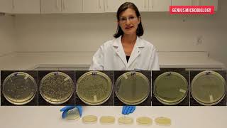 How to Perform Serial Dilution in Microbiology [upl. by Netsrak811]