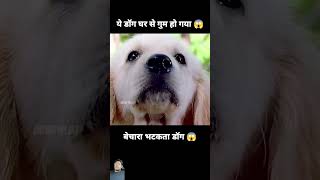 dog amazingfacts animals factsinhindi knowledge dogs dogvideo cartoon saveanimals [upl. by Adaynek]