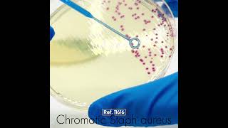 Chromatic Staph aureus [upl. by Nitsraek]